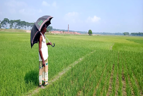 গোয়াইনঘাটে বৃষ্টির জন্য হাহাকার, কৃষকের কপালে চিন্তার ভাঁজ